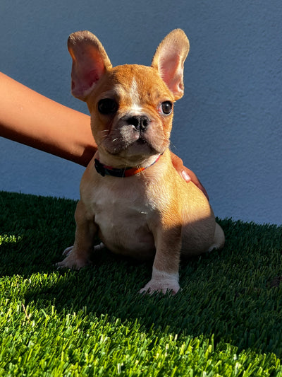 Striker - Available Puppy